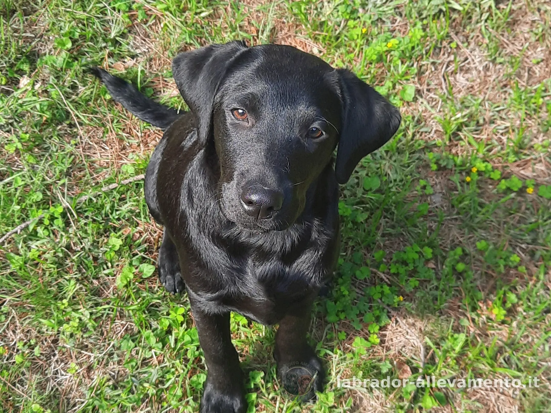 Racke, Labrador femelle noire — jeune espoir de l'élevage Soeli