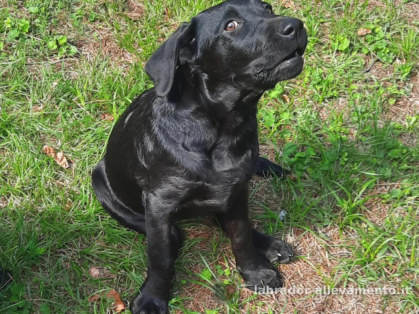 Tranny, Labrador femelle noire — jeune espoir de l'élevage Soeli