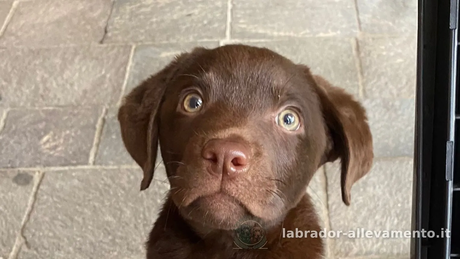 Cucciolo di Labrador chocolate di due mesi, seduto su una sedia, che guarda in su con gli occhi color nocciola chiaro