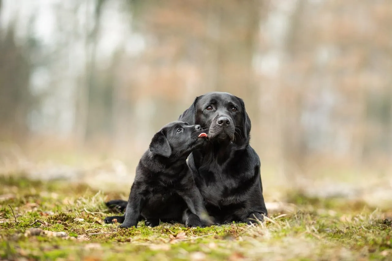 Una Labrador nera adulta e un cucciolo nero seduti vicini in un bosco