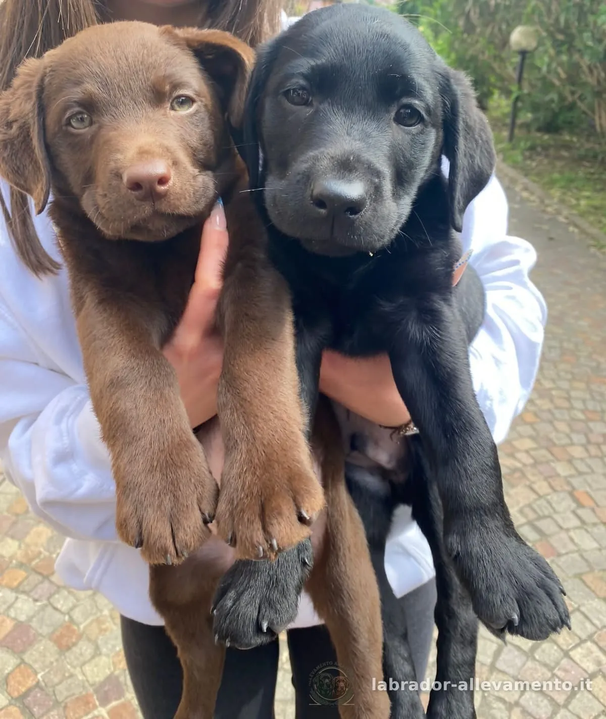Due cuccioli di Labrador della stessa cucciolata, uno cioccolato e uno nero, tenuti in braccio