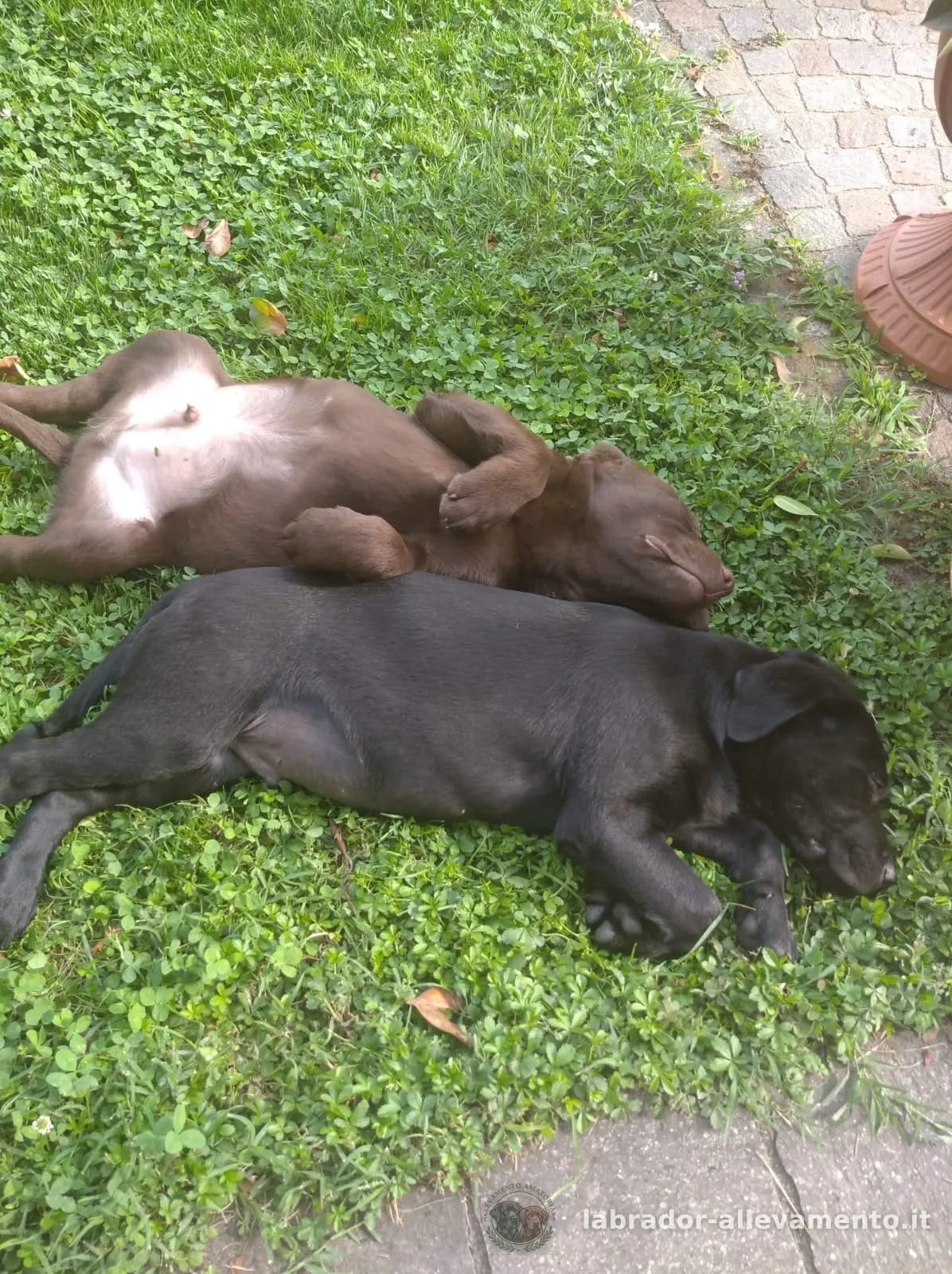Due cuccioli di Labrador, chocolate e nero, addormentati sul prato