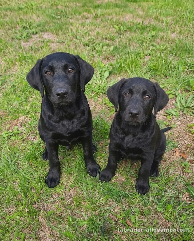 Due cucciole di Labrador nere, future riproduttrici dell'allevamento, sedute sul prato