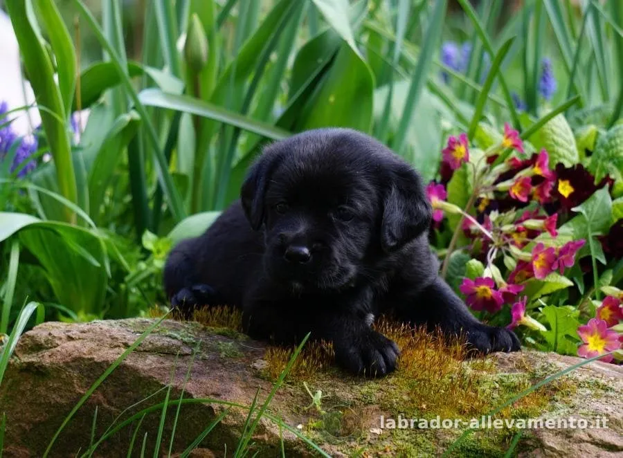 Cucciolo di Labrador nero sdraiato su una pietra coperta di muschio, fra le primule del giardino