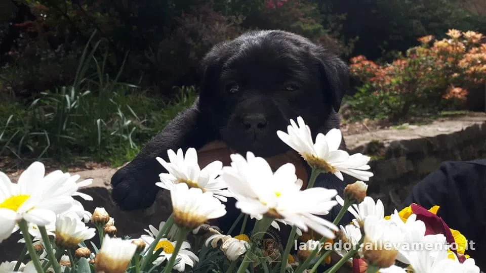 Ella — foto 1