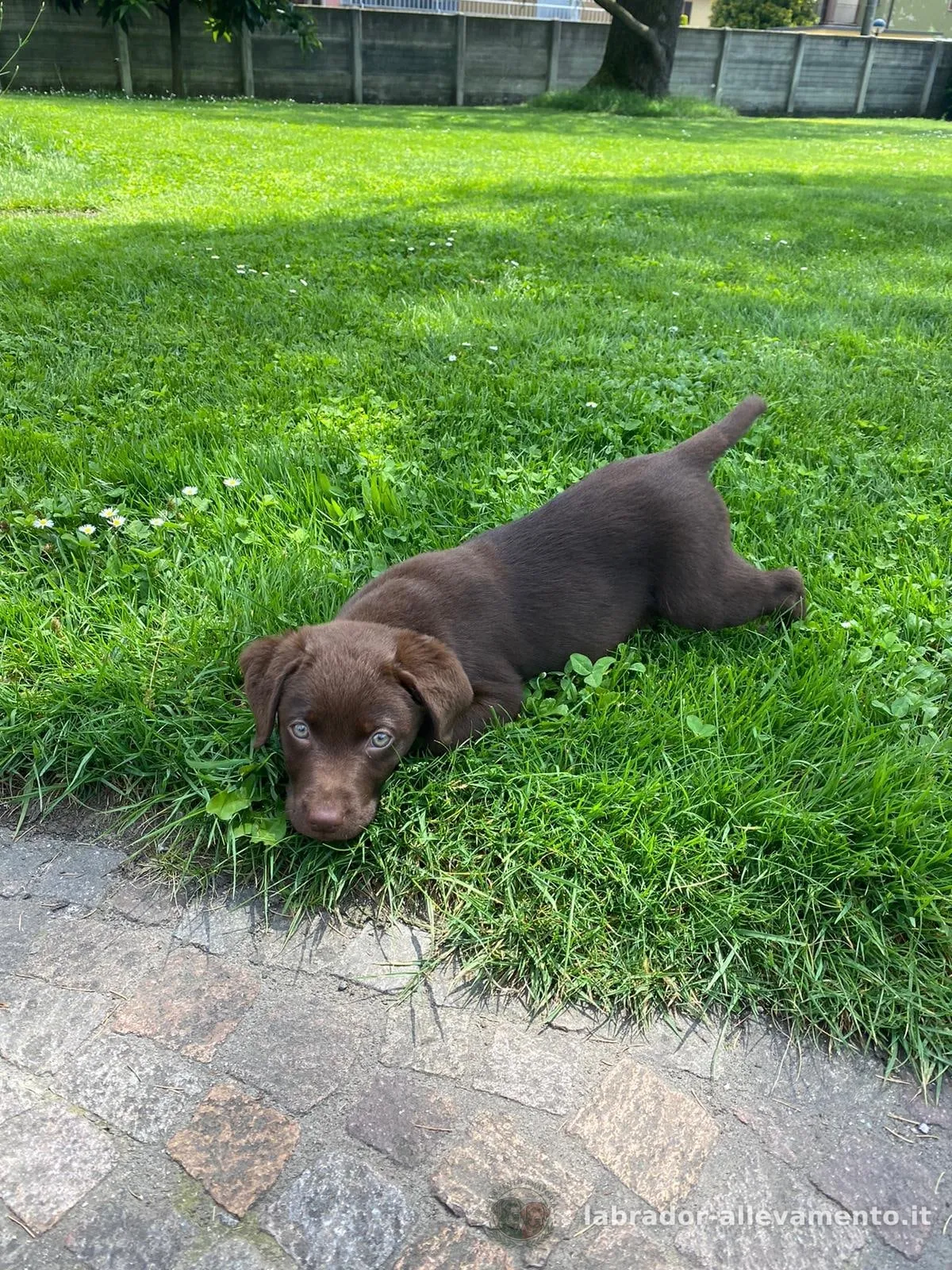 Un nostro cucciolo, Labrador chocolate allevato da Soeli, oggi nella sua famiglia