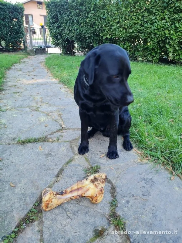 Un nostro cucciolo, Labrador nero allevato da Soeli, oggi nella sua famiglia