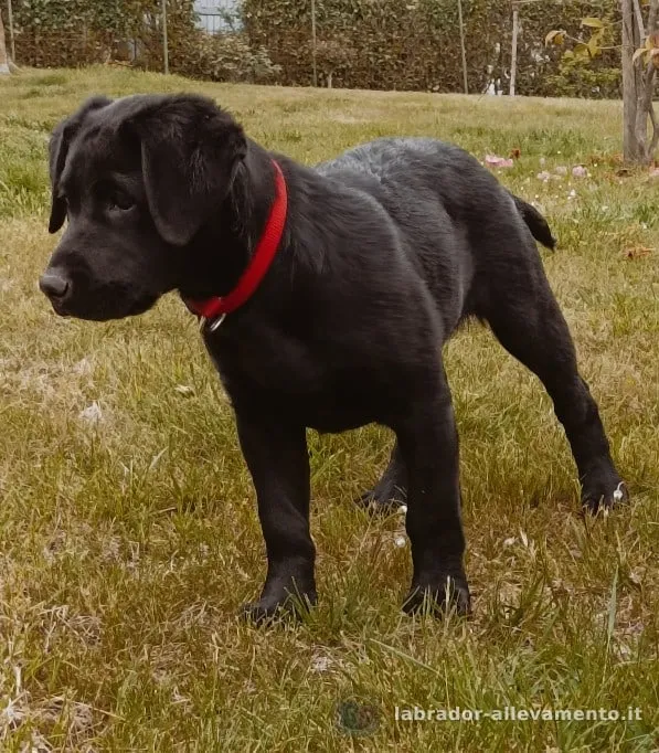Un nostro cucciolo, Labrador chocolate allevato da Soeli, oggi nella sua famiglia