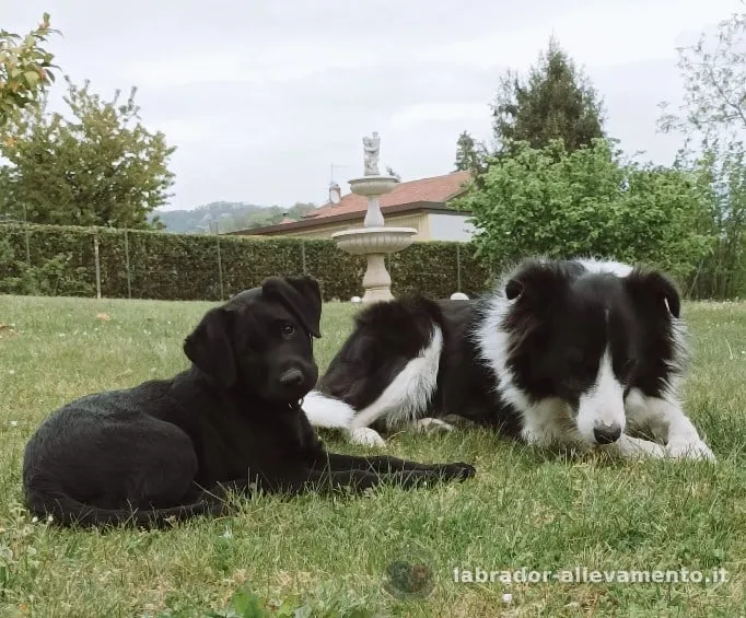 Un nostro cucciolo, Labrador nero allevato da Soeli, oggi nella sua famiglia