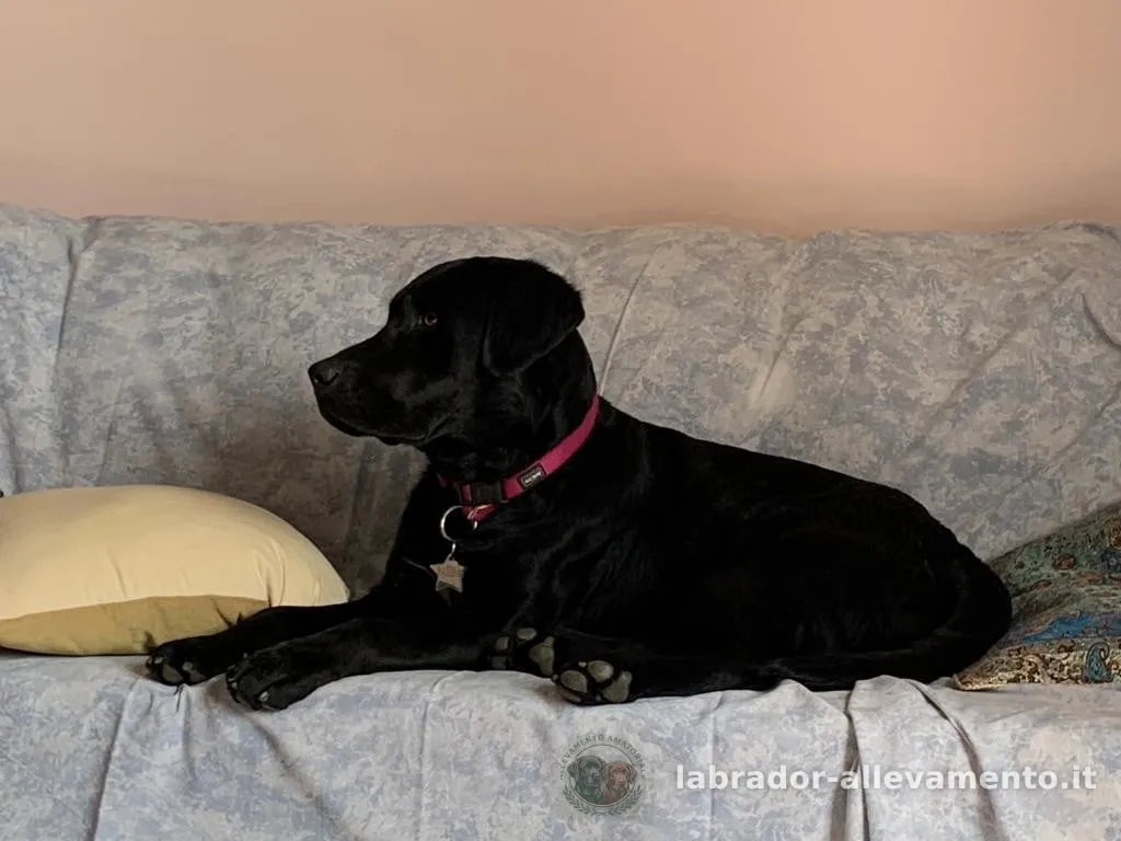 Un nostro cucciolo, Labrador nero allevato da Soeli, oggi nella sua famiglia