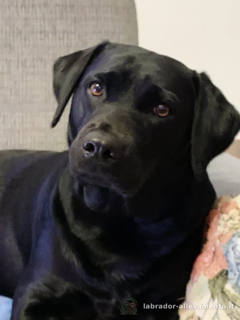 Bira, Labrador nero allevato da Soeli, oggi nella sua famiglia