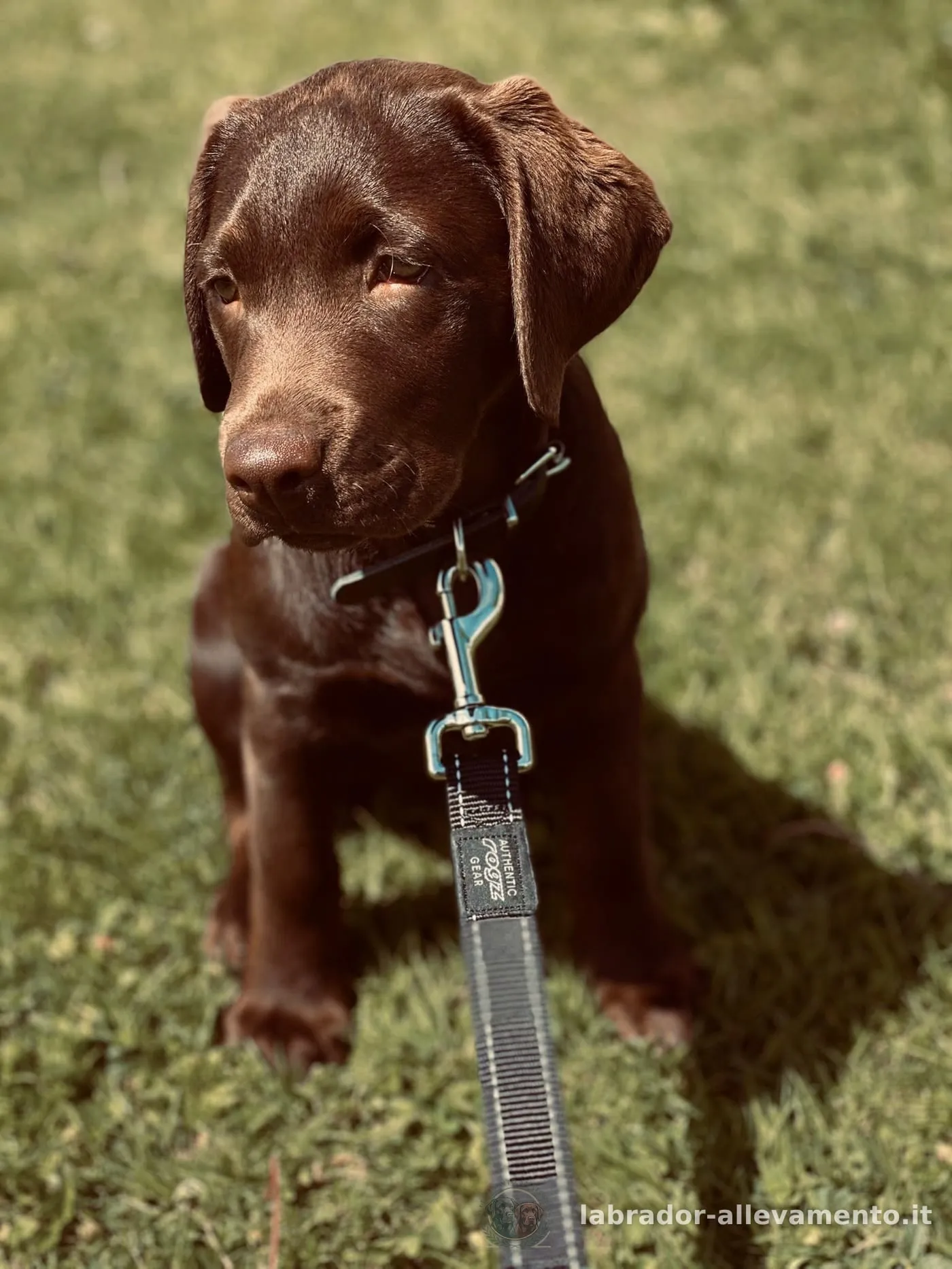 Cloe, Labrador chocolate allevato da Soeli, oggi nella sua famiglia a Svizzera
