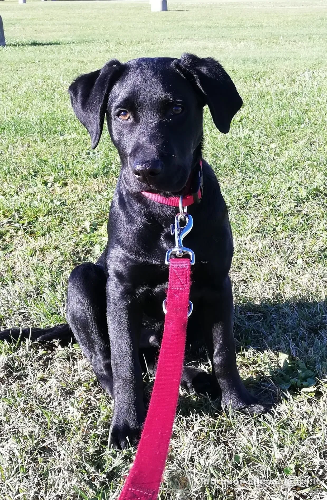 Igloo, Labrador nero allevato da Soeli, oggi nella sua famiglia