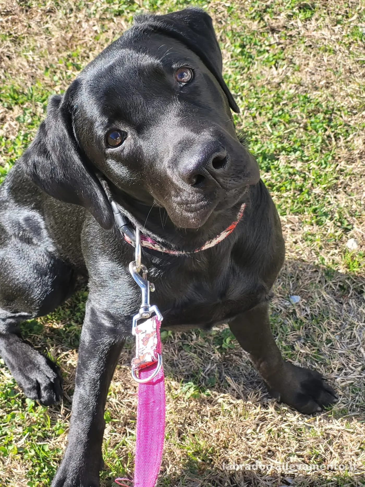 Lola, Labrador nero allevato da Soeli, oggi nella sua famiglia a Svizzera