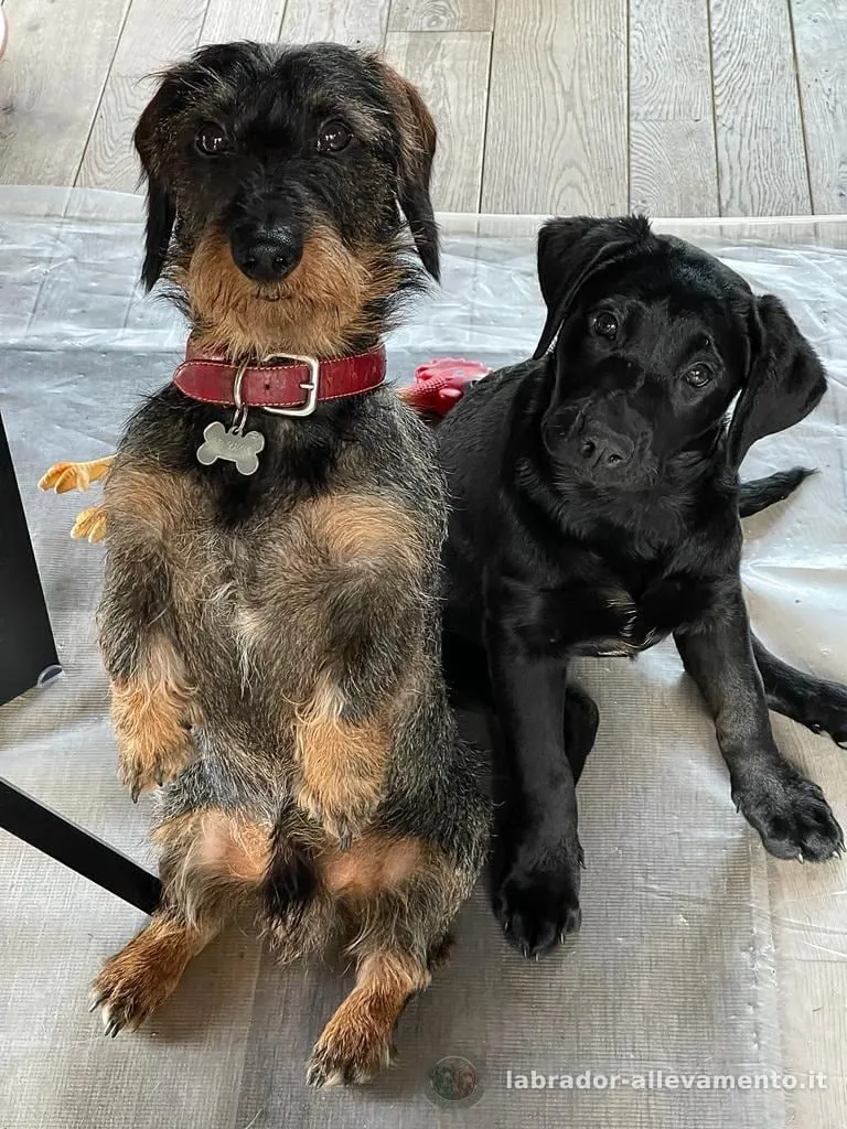 Lucy, Labrador nero allevato da Soeli, oggi nella sua famiglia a Svizzera