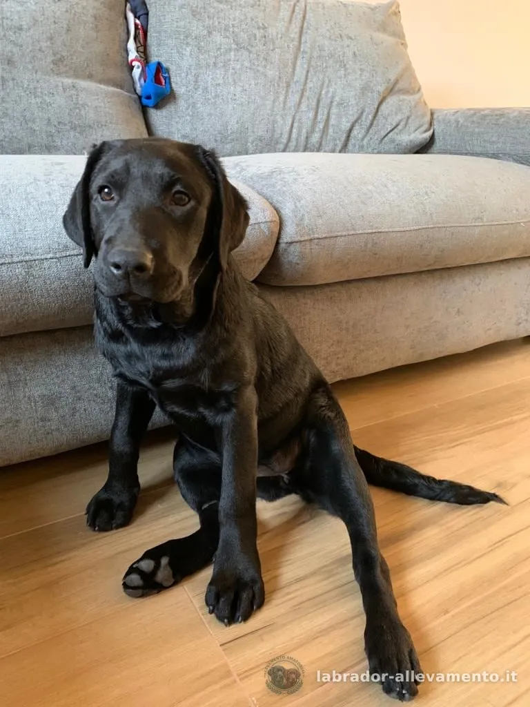 Luna, Labrador allevato da Soeli, oggi nella sua famiglia