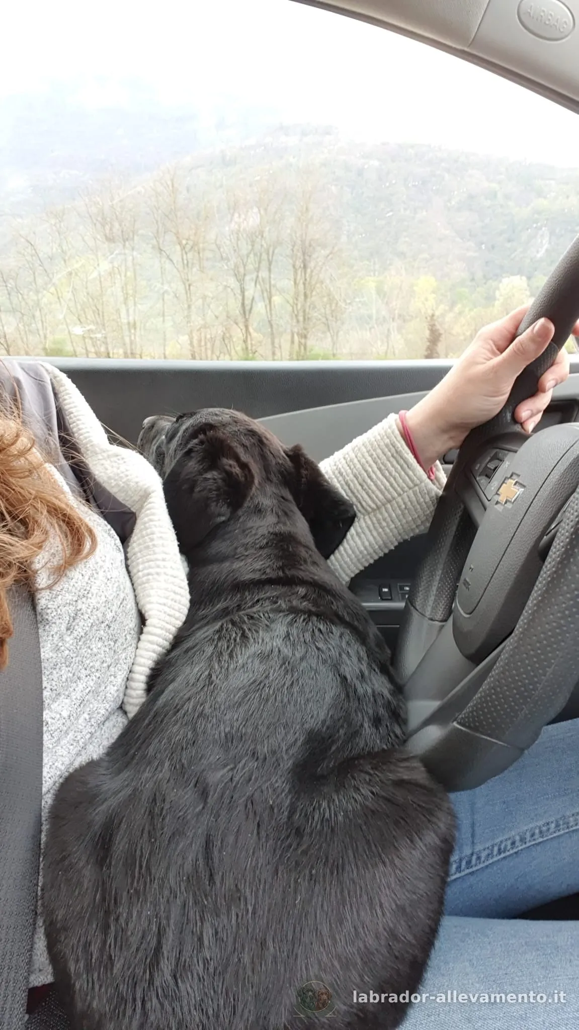 Mike, Labrador allevato da Soeli, oggi nella sua famiglia a Svizzera