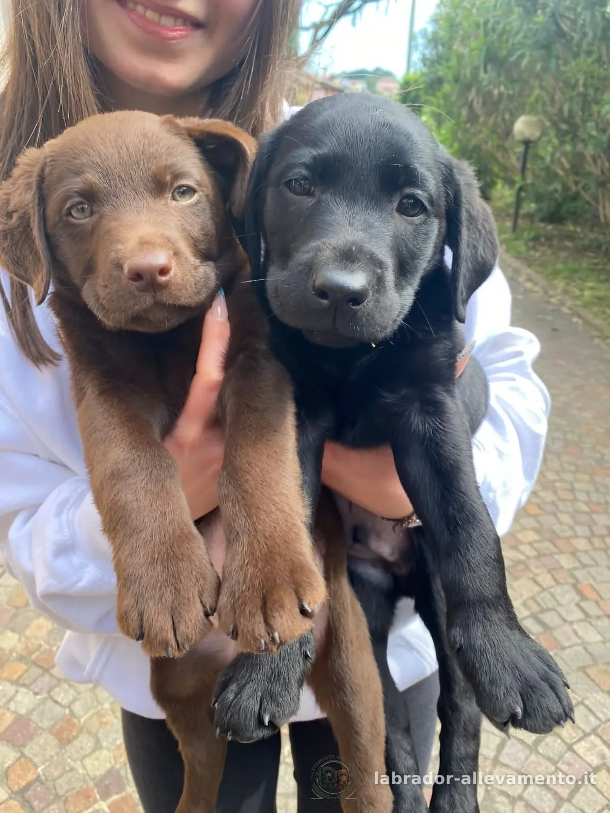 OZ e RIO, Labrador allevato da Soeli, oggi nella sua famiglia