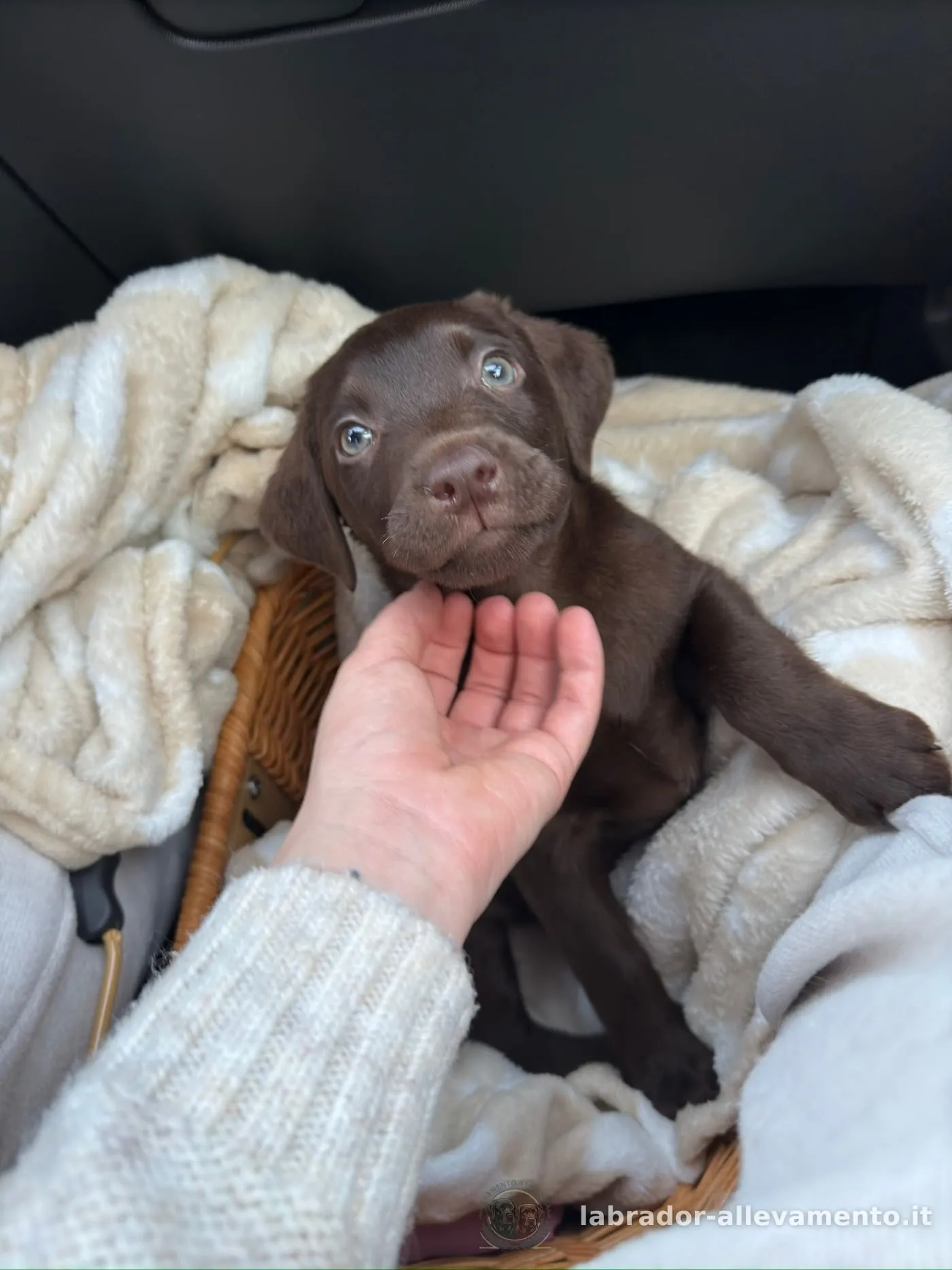 Pessi, Labrador chocolate allevato da Soeli, oggi nella sua famiglia a Svizzera