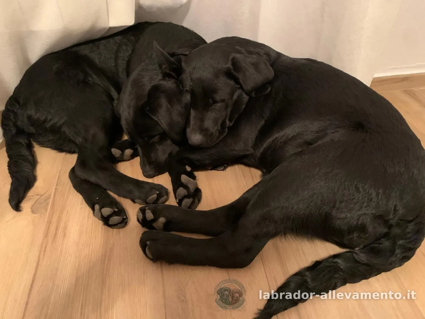 Stella e Luna, Labrador allevato da Soeli, oggi nella sua famiglia