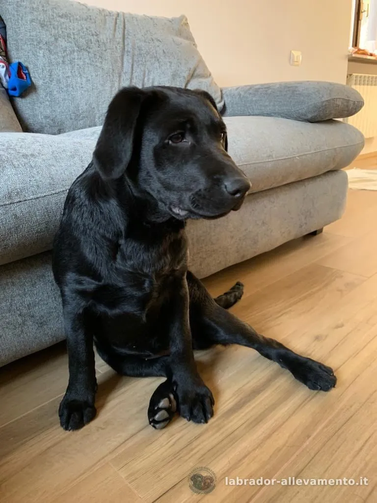 Stella, Labrador nero allevato da Soeli, oggi nella sua famiglia a Busto Arsizio (VA)