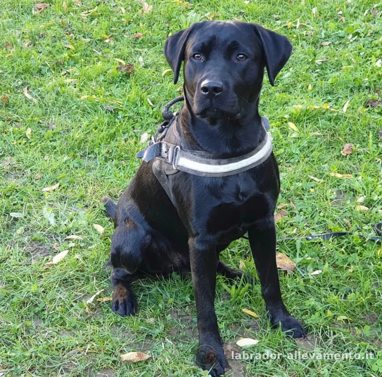 Toretto, Labrador nero allevato da Soeli, oggi nella sua famiglia a Svizzera