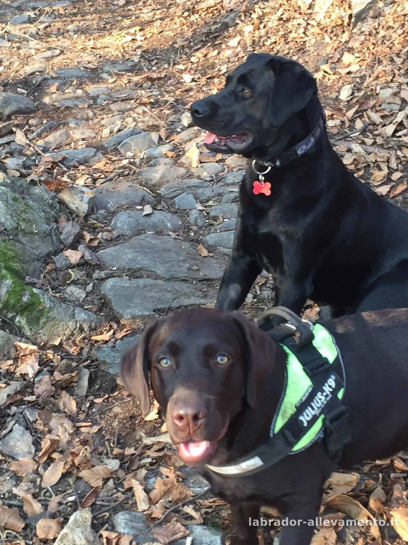Zack e Zanka, Labrador allevato da Soeli, oggi nella sua famiglia