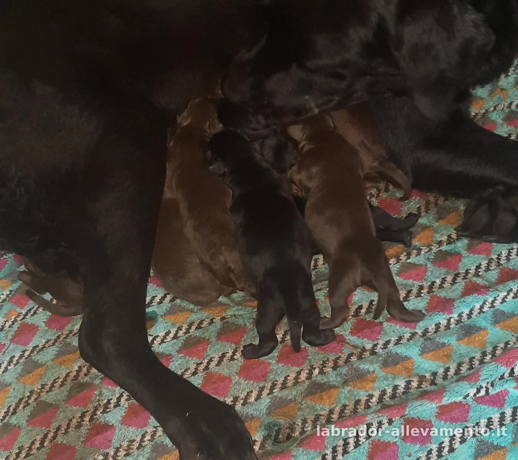 Ginger — foto 1