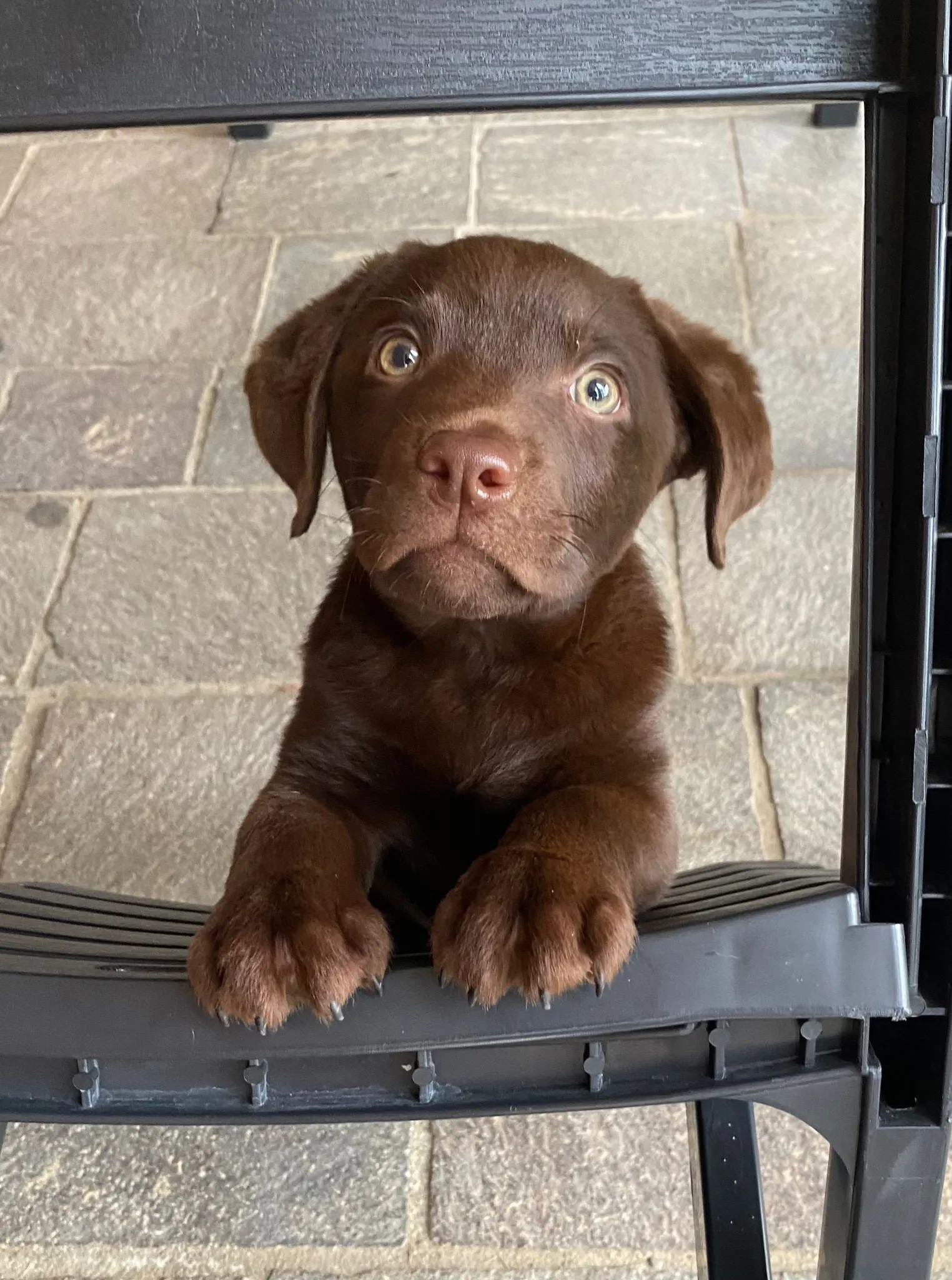 Giovane Labrador chocolate affacciato a una sedia, a casa della sua famiglia