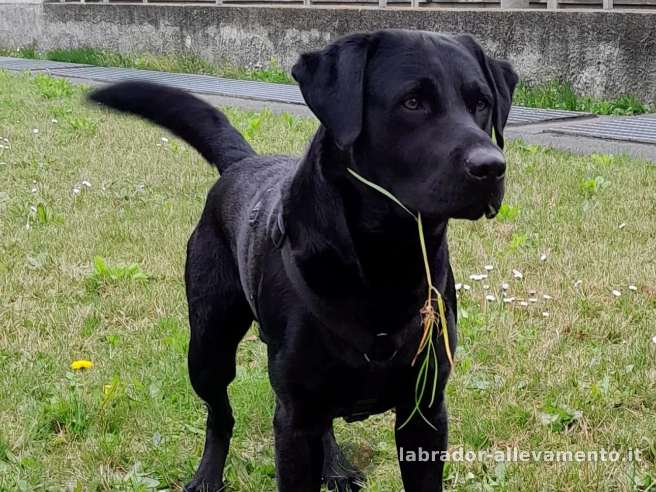 Giovane Labrador nero in piedi sul prato, con un filo d’erba in bocca
