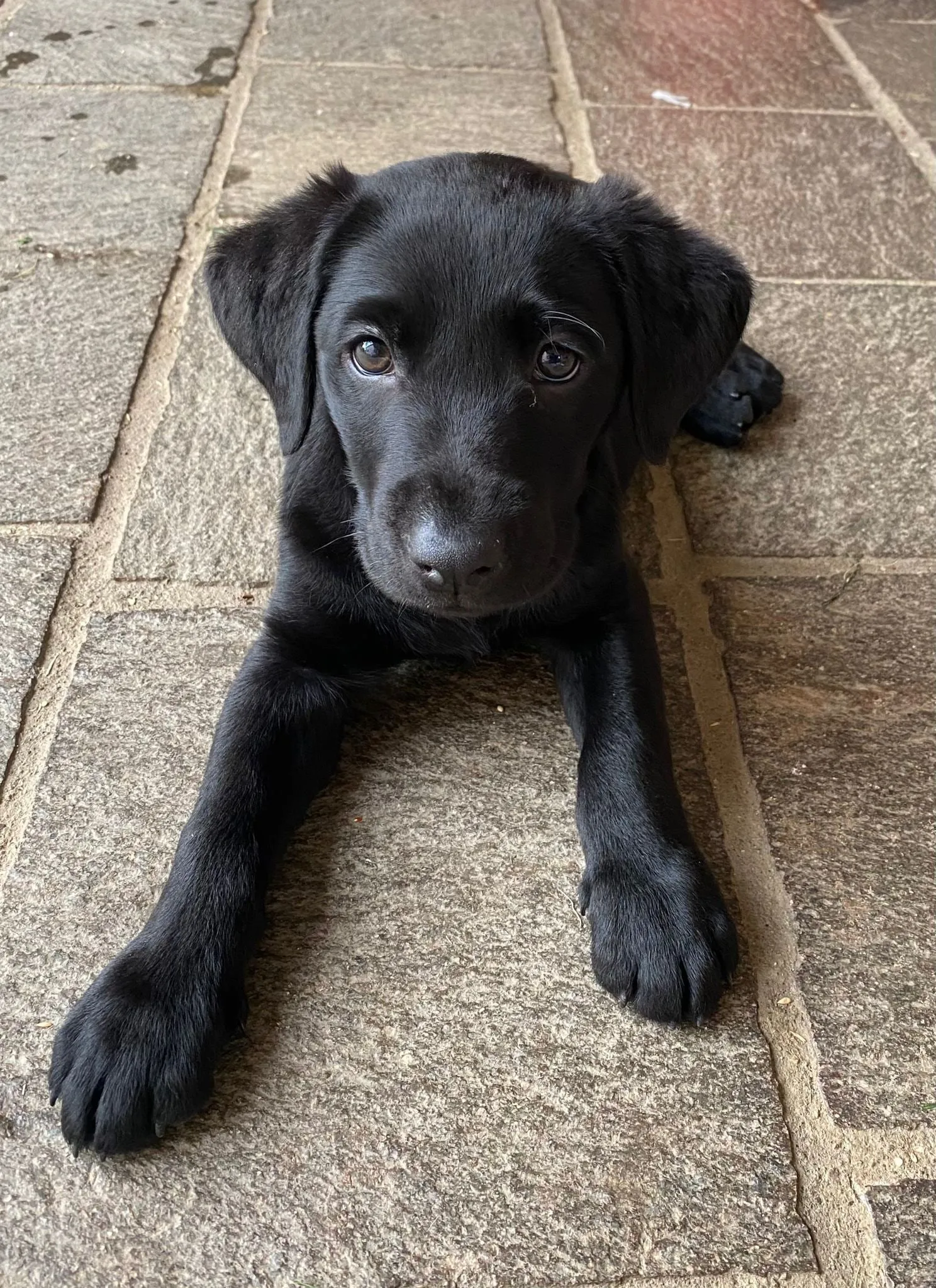 Giovane Labrador nero sdraiato sul selciato