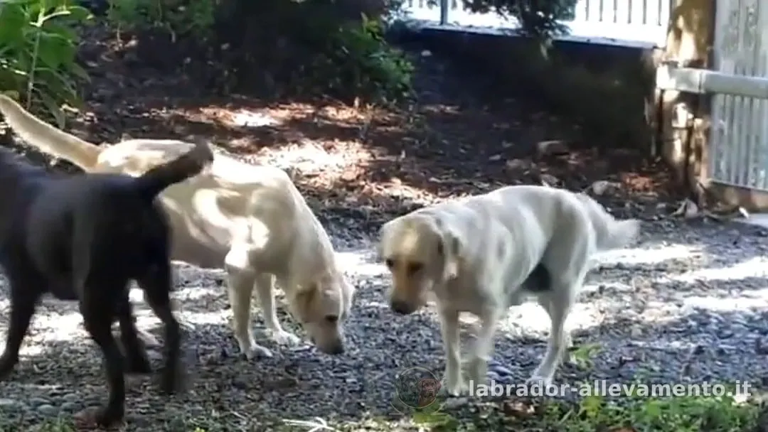 Leo, Labrador chocolate, e due Labrador gialli che si annusano sul ghiaino all'ombra degli alberi, in allevamento