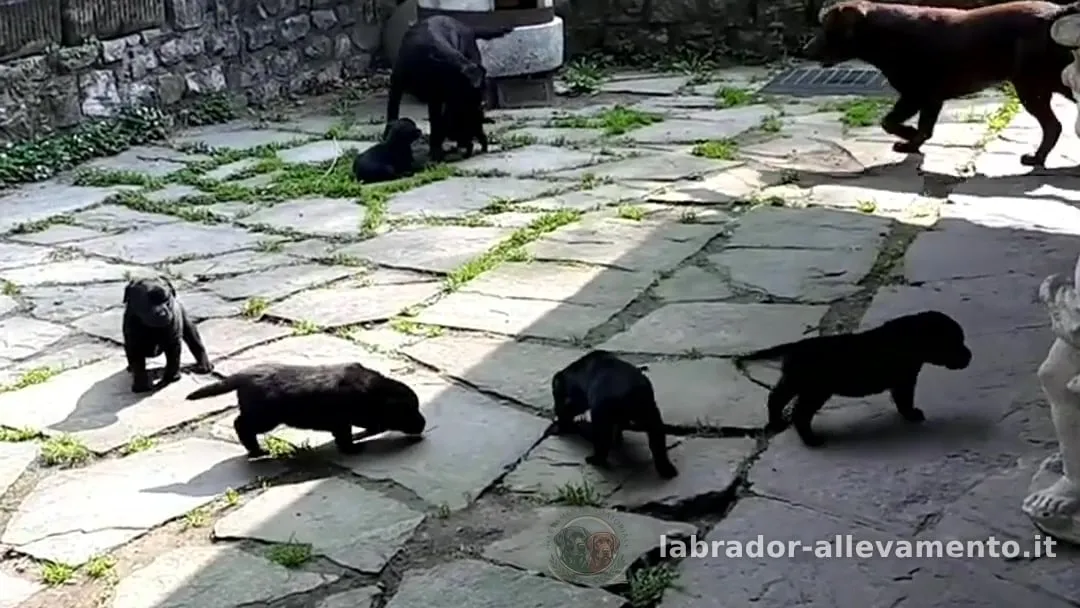 Cuccioli di Labrador neri che esplorano il cortile lastricato dell'allevamento, con un adulto chocolate e uno nero sullo sfondo