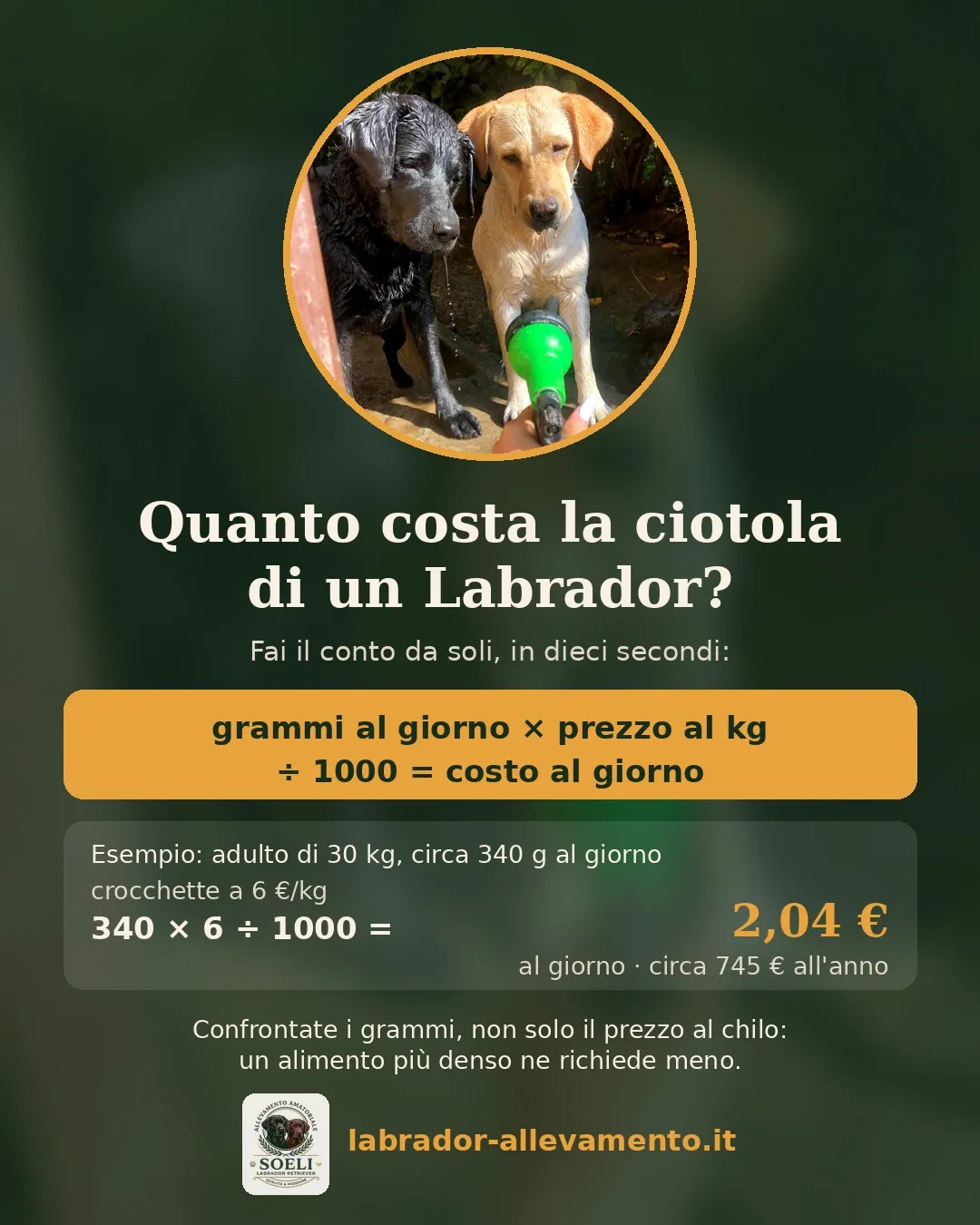 Scheda «Quanto costa la ciotola di un Labrador?»: grammi al giorno per prezzo al chilo diviso mille dà il costo al giorno; esempio per un adulto di 30 kg con 340 g al giorno a 6 euro al chilo, 2,04 euro al giorno e circa 745 euro all’anno
