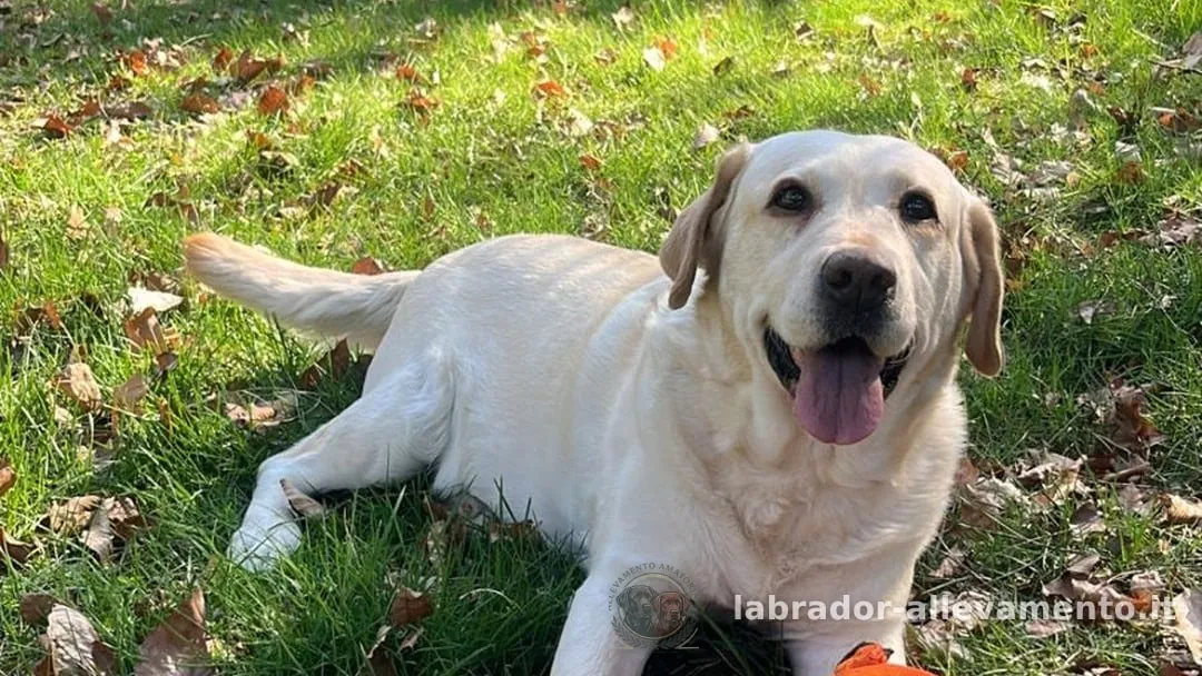 Maggie, Labrador femmina gialla, sdraiata sul prato dell'allevamento con il suo pesce di peluche