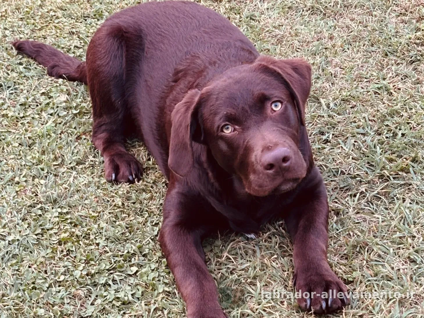 Cuccioli di Labrador della cucciolata Cucciolata di aprile 2026 — Ginger x Nabucco
