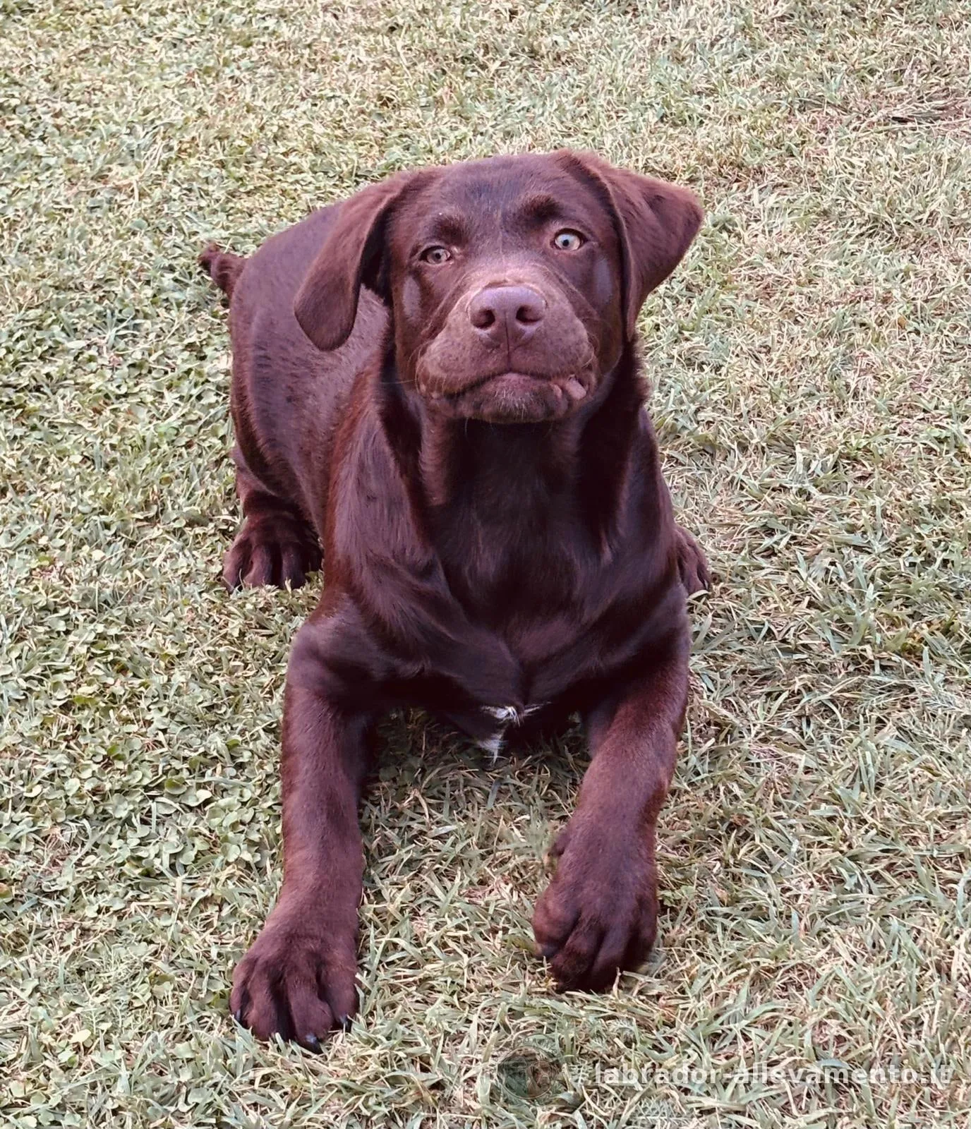 Ginger — foto 1