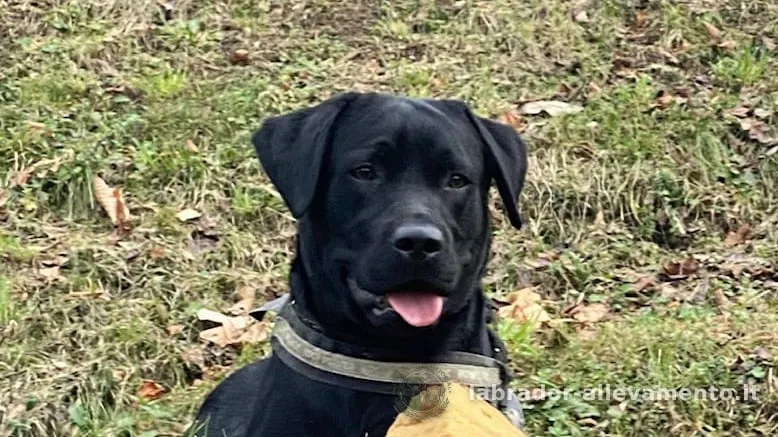 Ginger, Labrador nera di tipo inglese, di fronte: cranio ampio, stop marcato e muso potente e squadrato