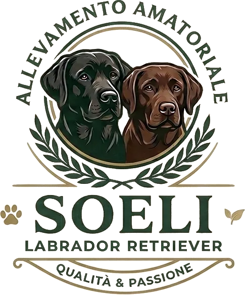 Soeli Allevamento Labrador di Enrico Lanfossi