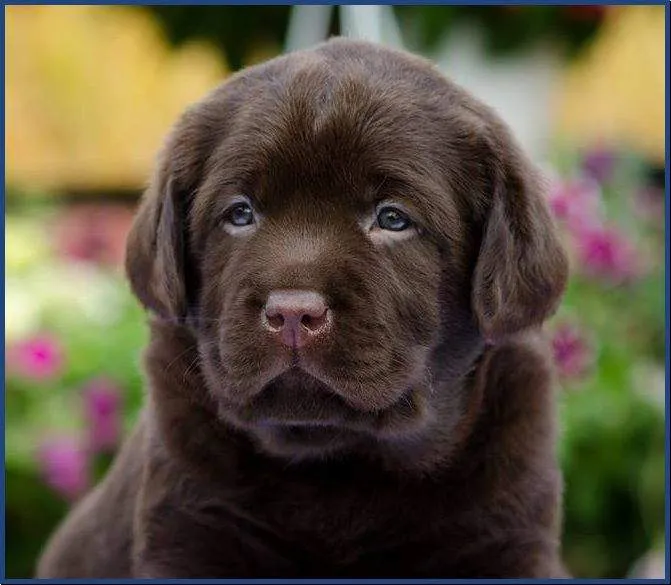 Cucciolo di Labrador chocolate di poche settimane fra i fiori