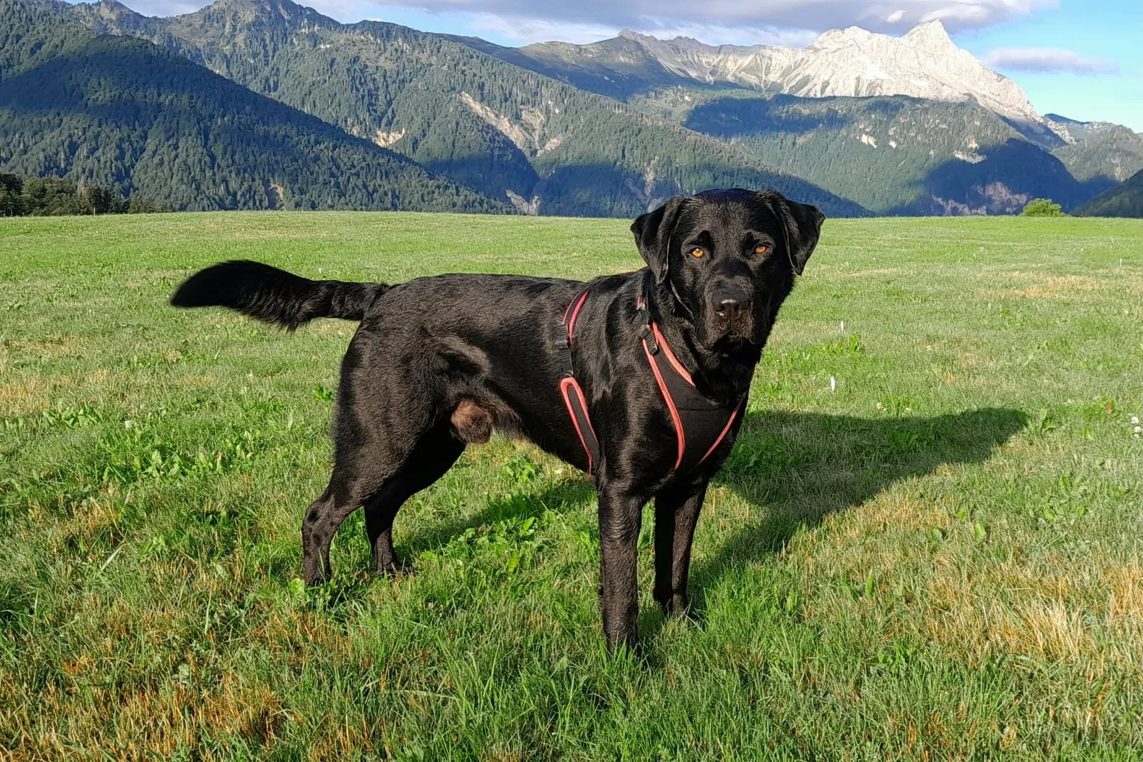 Labrador nero adulto in un prato di montagna
