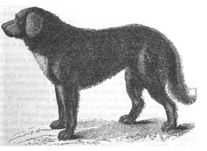 Incisione del 1847 raffigurante un cane di St. John’s a pelo lungo, di profilo