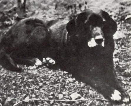 Fotografia del 1867 di Nell, cane di St. John’s, sdraiata a terra: si distinguono le macchie bianche sul muso, sul petto e sulle zampe