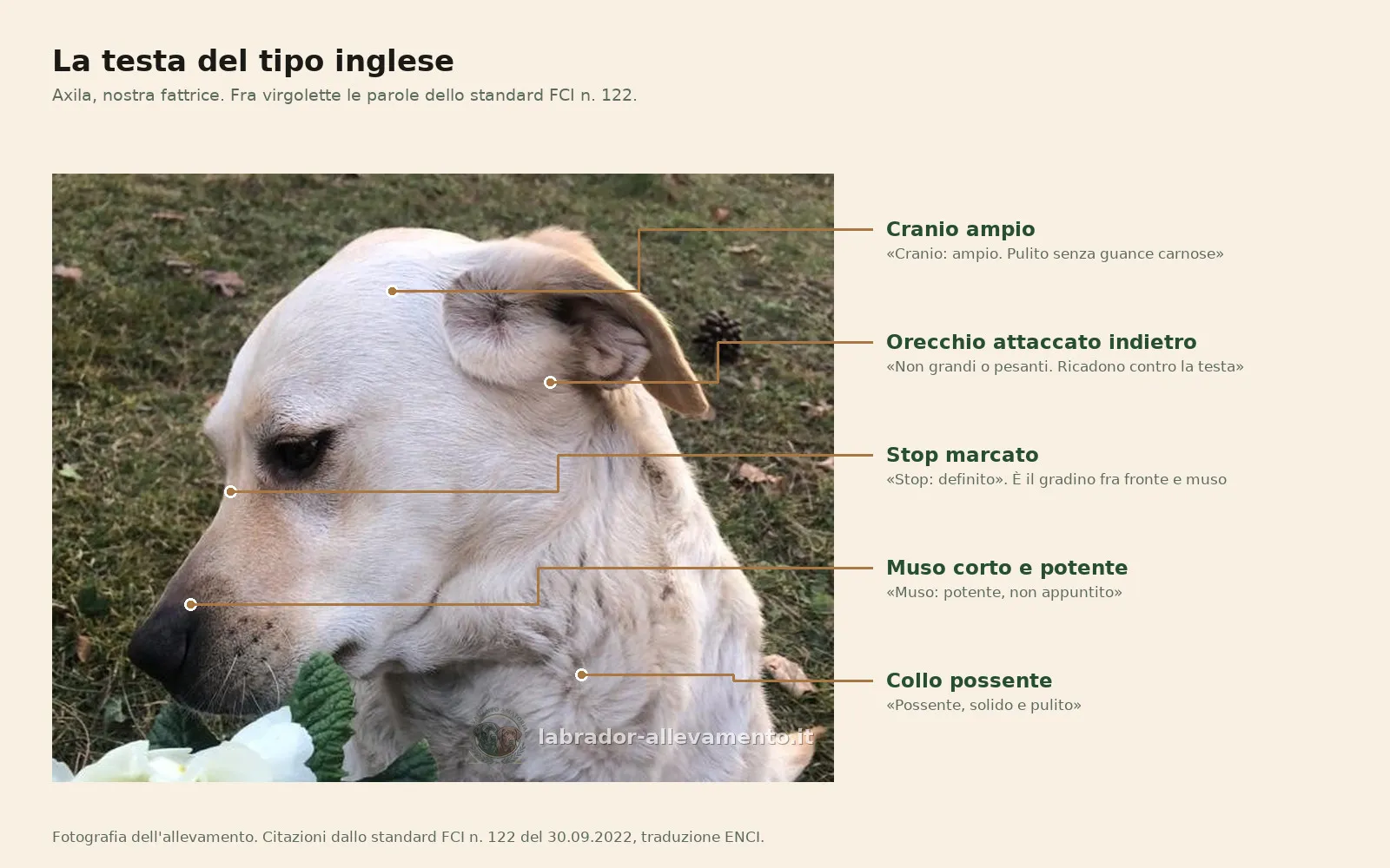 Testa di Axila, Labrador giallo di tipo inglese, di profilo, con cinque indicazioni che segnalano cranio ampio, orecchio attaccato indietro, stop marcato, muso corto e potente e collo possente, ciascuna accompagnata dalla frase corrispondente dello standard FCI
